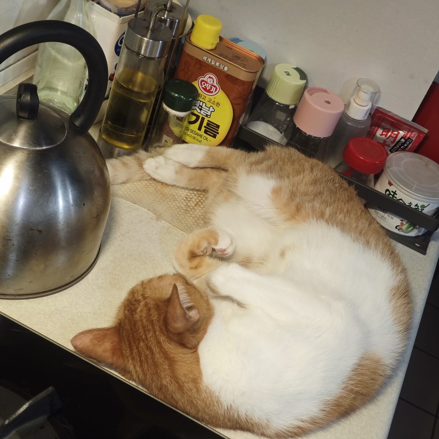 Kiki 蜷成一團睡在廚房檯面上，旁邊是水壺和調味瓶